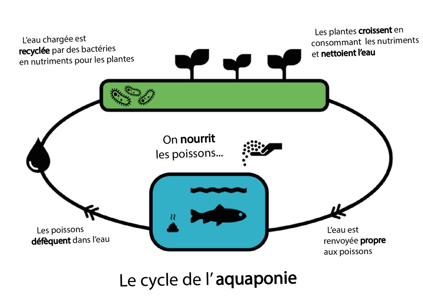Système aquaponique